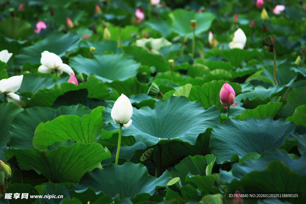 荷塘中绽放的荷花与荷叶