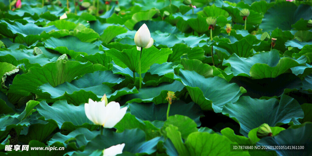绿叶丛中绽放的白色花朵