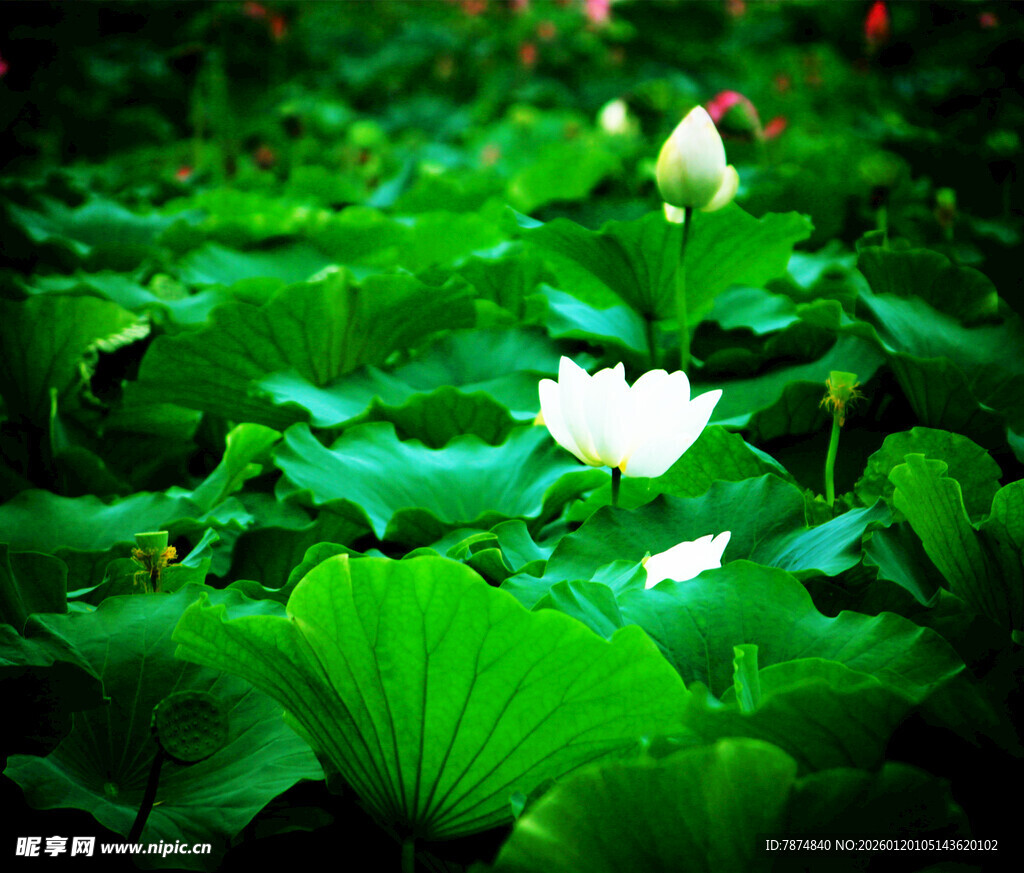 荷塘中的圣洁白莲花