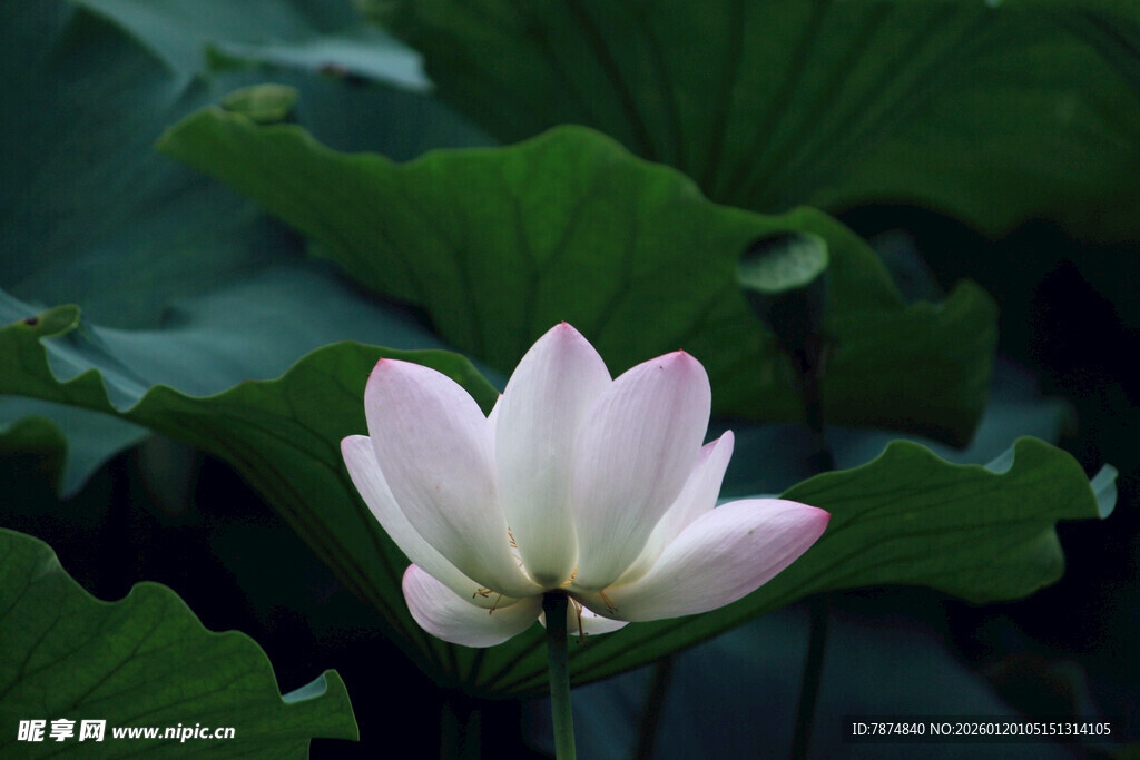 绽放的粉白荷花