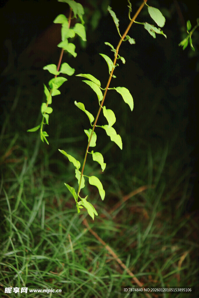 夜色中嫩绿的植物枝条
