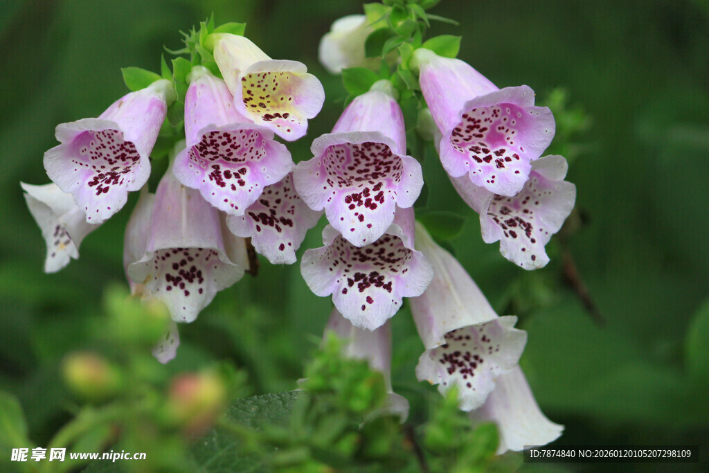 毛地黄花朵特写