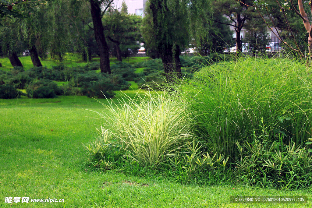 绿意盎然的草地与绿植景观