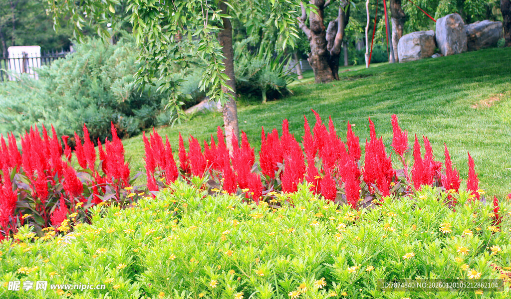 鲜艳红花卉绽放于绿地