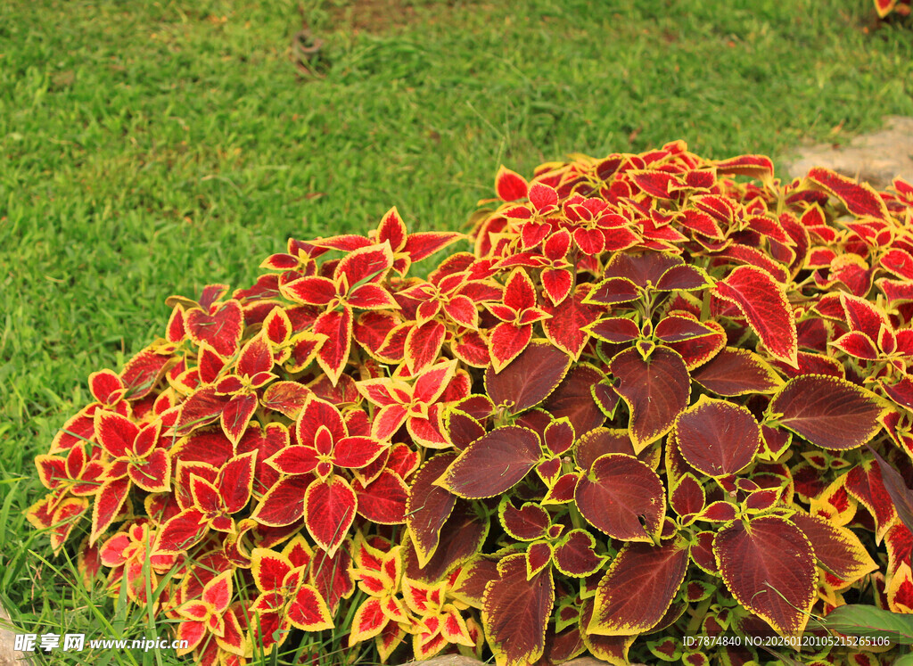 多彩彩叶草装点绿色草地