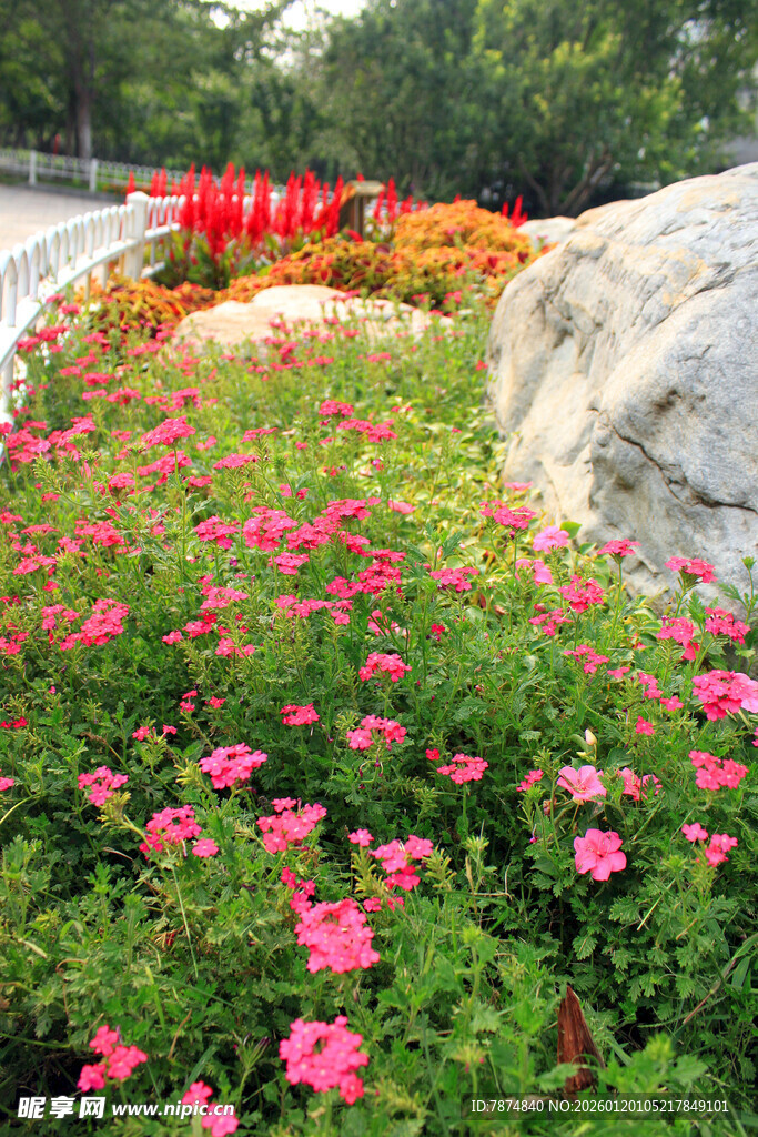 花丛中的多彩景致