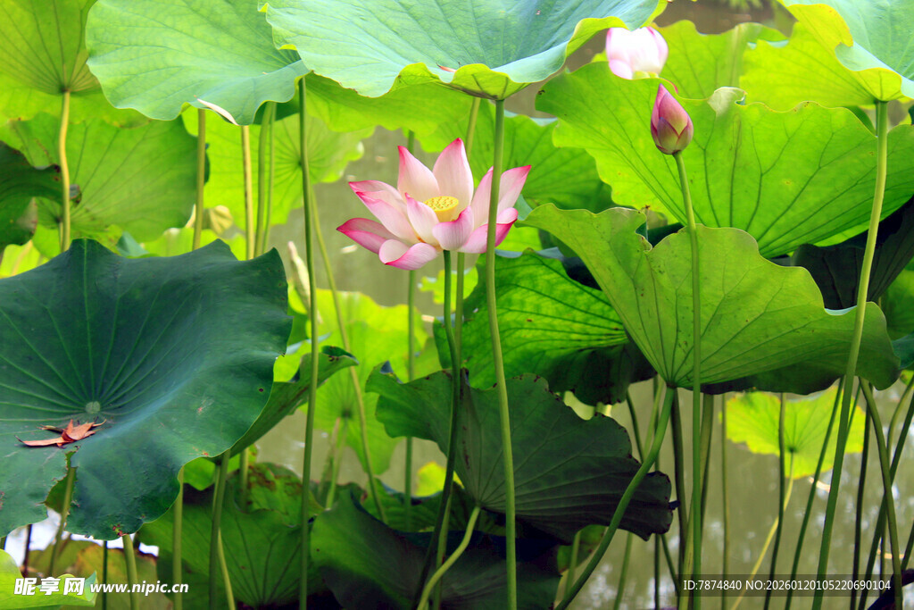 夏日荷塘中的娇艳荷花