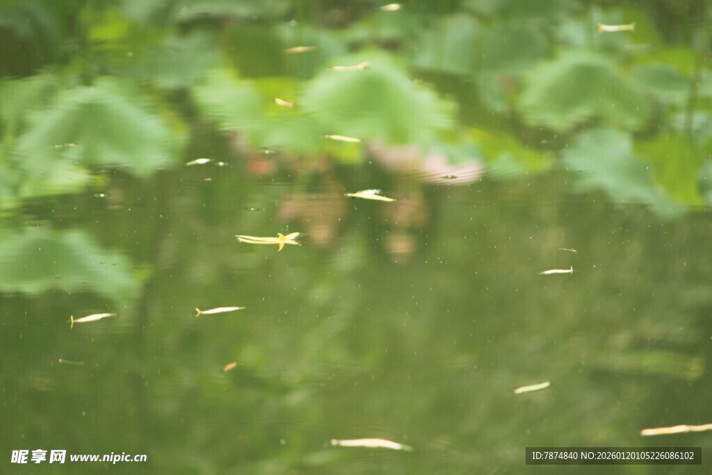 池塘莲叶间的小鱼嬉戏