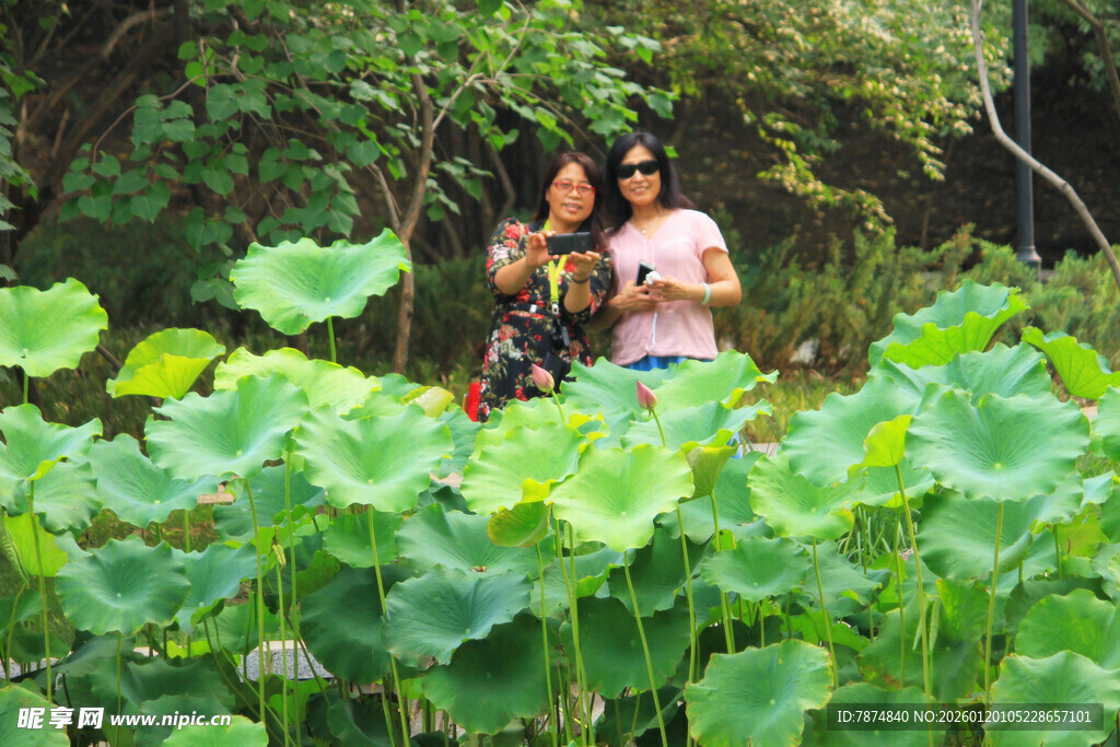 荷塘边的两位青春少女