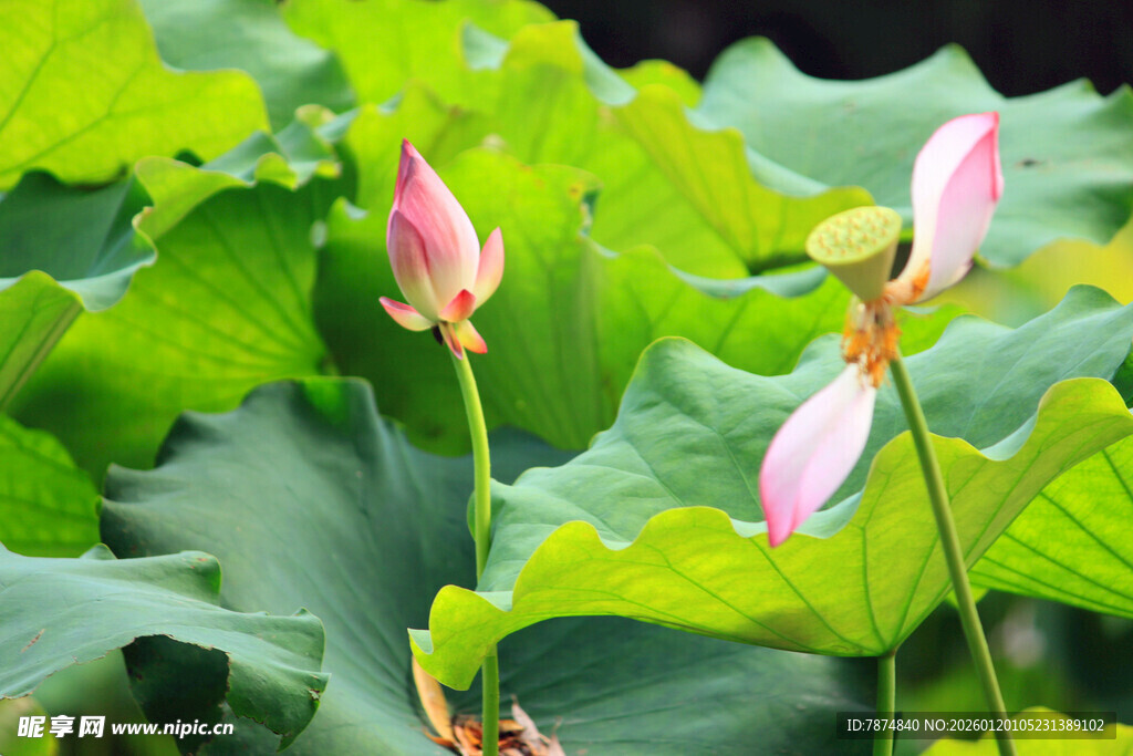 荷塘中的粉嫩荷花与绿叶