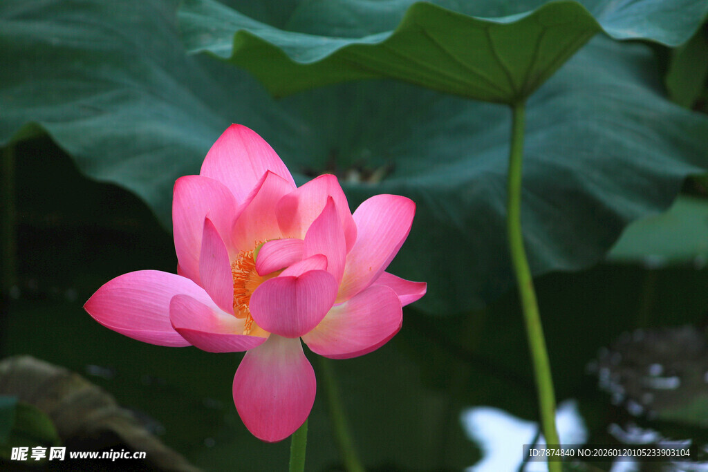 娇艳盛开的粉色荷花