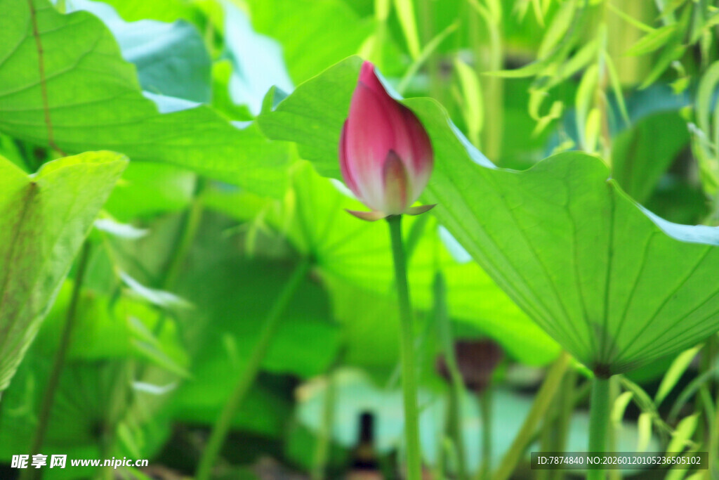 含苞待放的娇艳荷花
