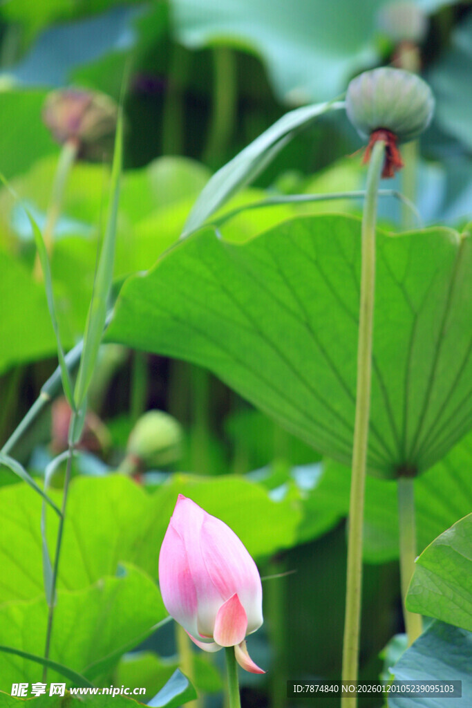 含苞待放的粉嫩荷花