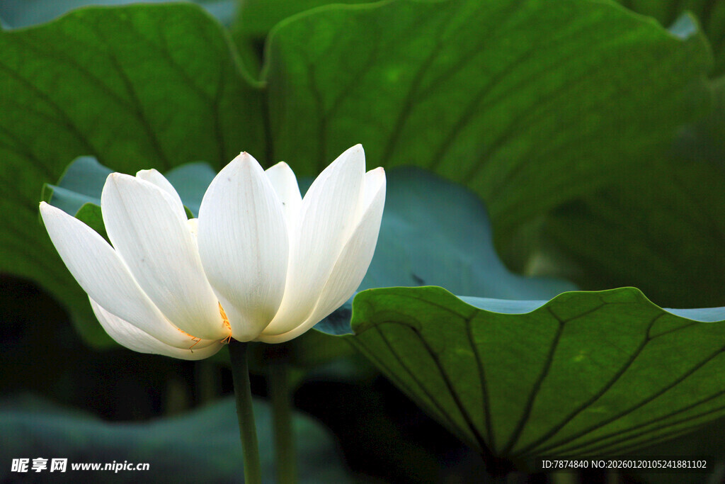 洁白荷花绽放于绿叶间
