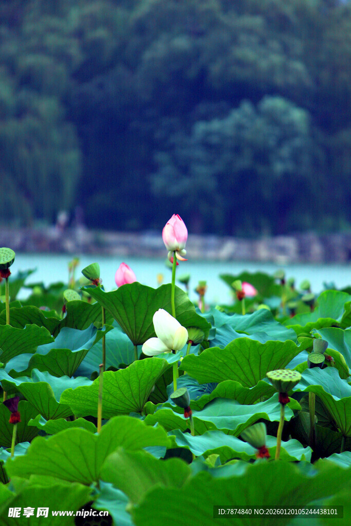 荷塘荷花绽放美景