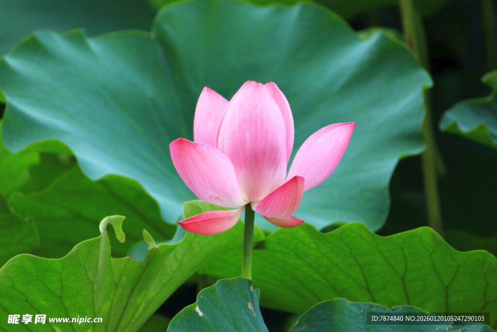 绽放的粉色荷花与荷叶