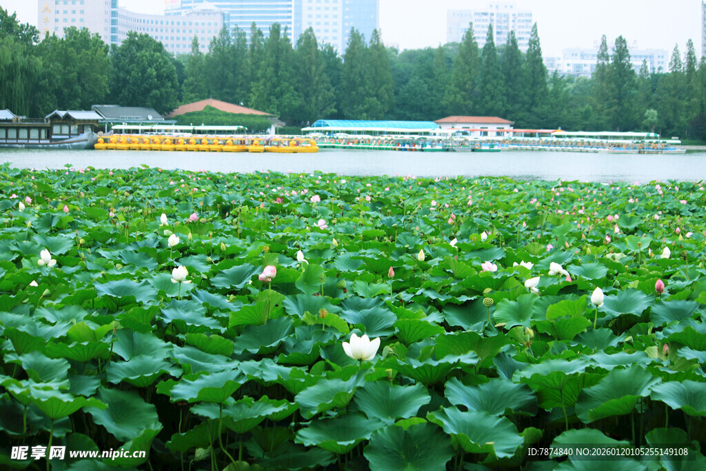 荷塘绿意盎然的美丽景致
