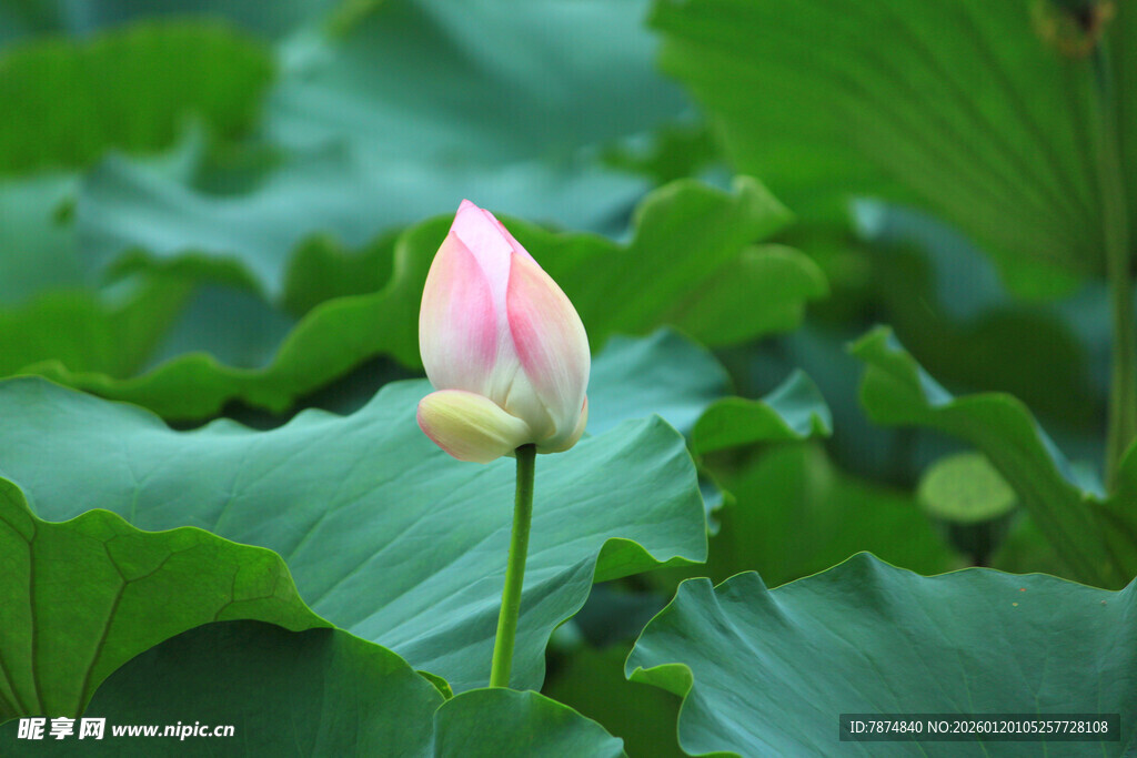 含苞待放的粉嫩荷花