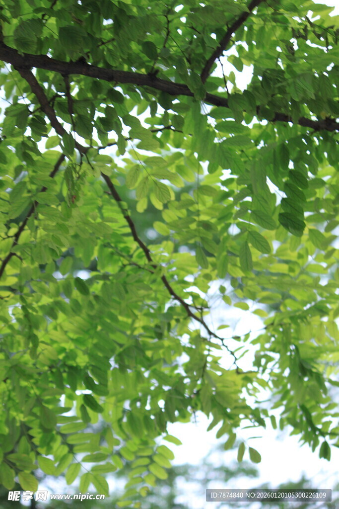 翠绿枝叶间的光影世界