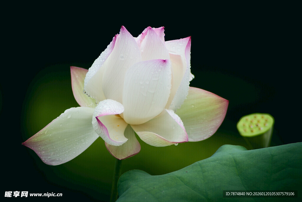 洁白荷花绽放绿叶间