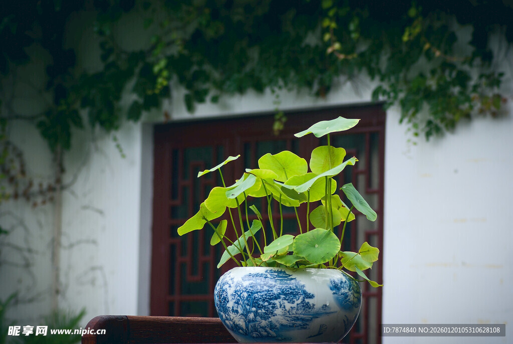 中式蓝白瓷瓶中的绿植