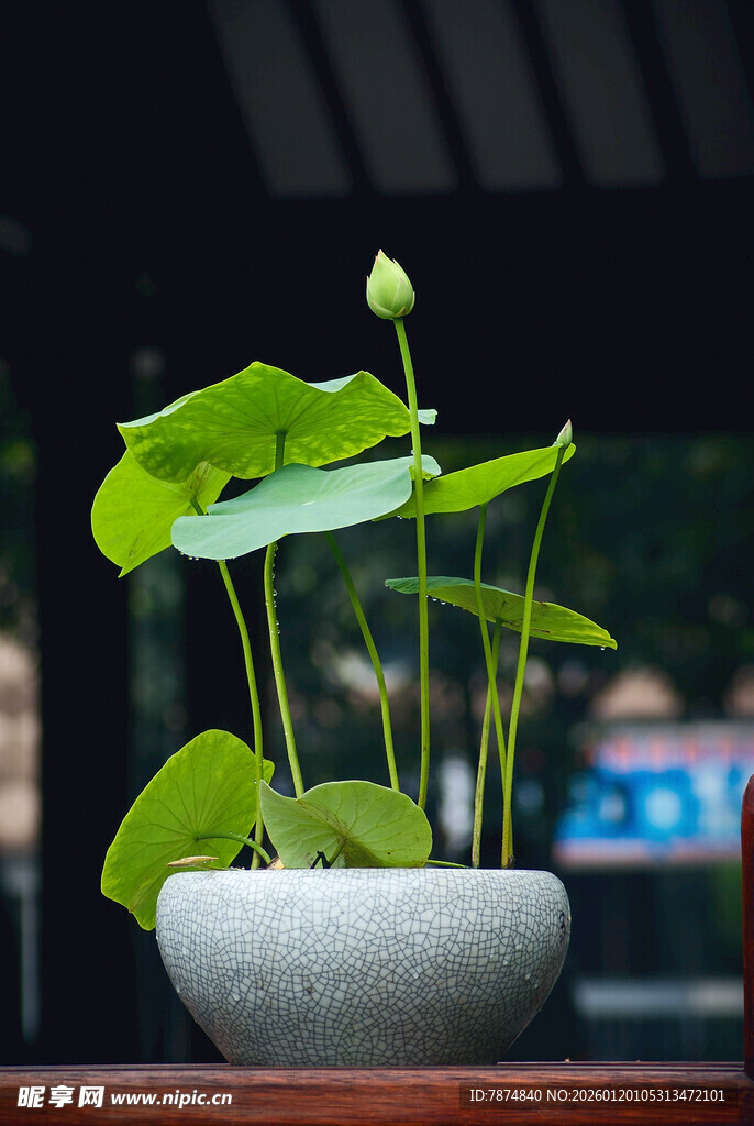 案头盆栽荷花 清新雅致