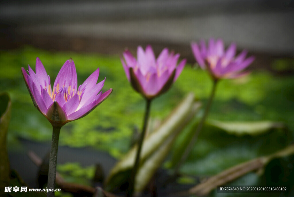 三朵绽放的紫色睡莲