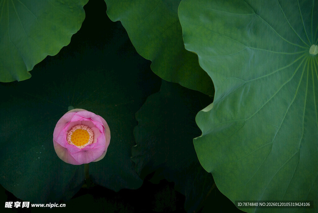 粉荷绽放于翠绿荷叶间