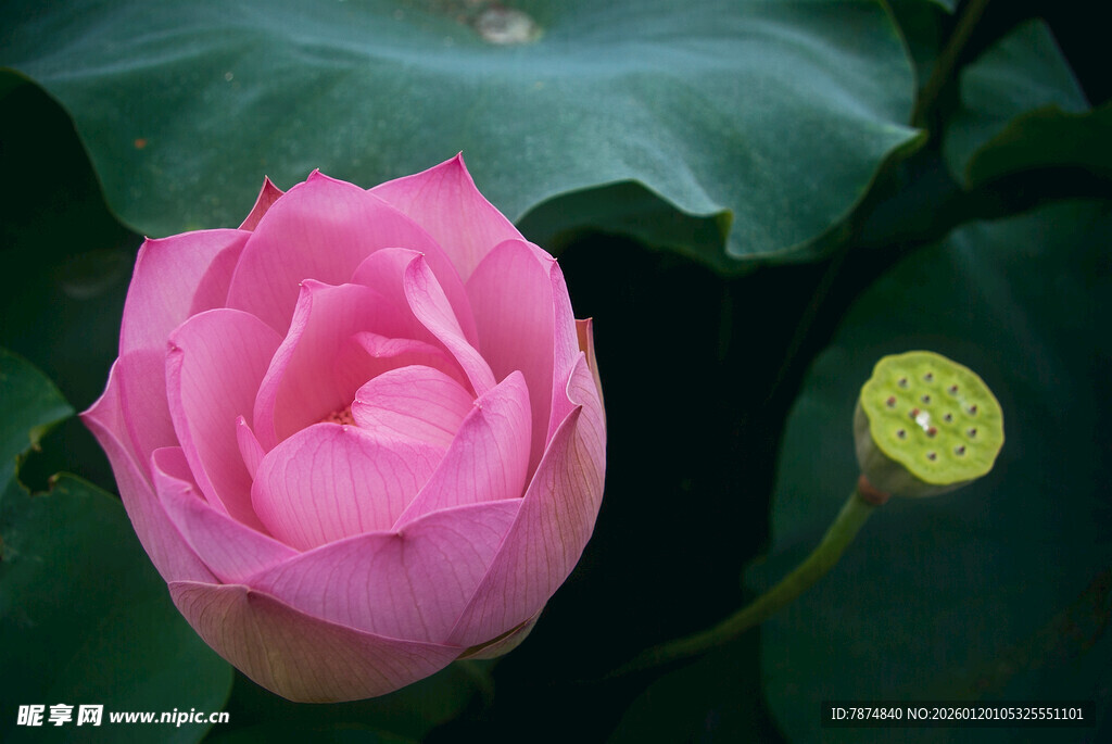 娇艳粉色荷花与嫩莲蓬