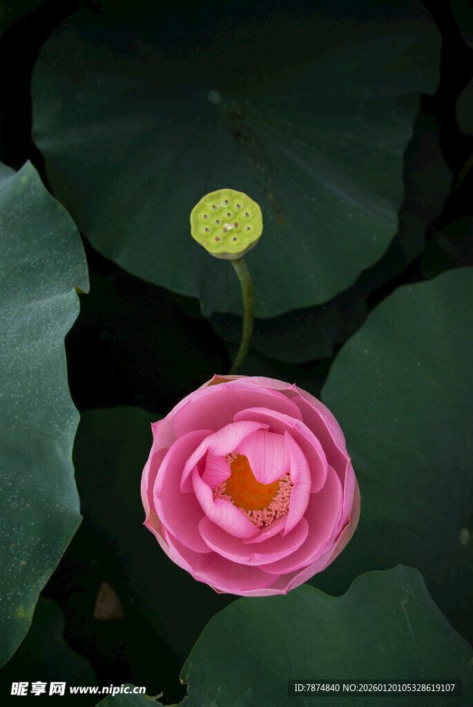 娇艳盛开的粉色荷花