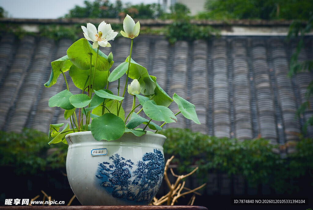 青花瓷盆中的雅致花卉