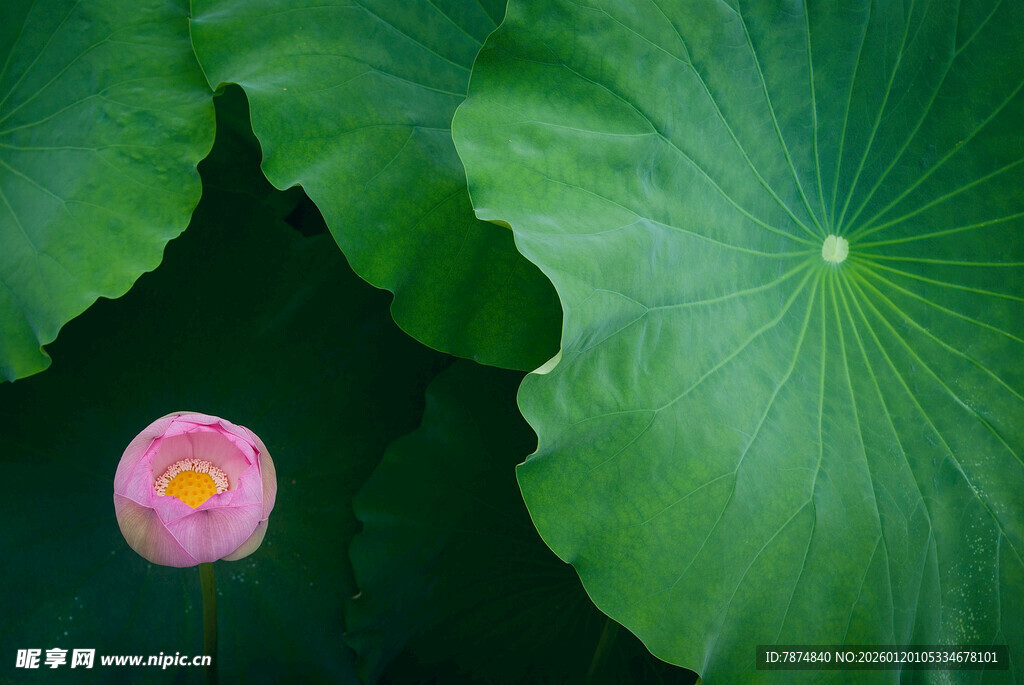粉荷绿叶间的清新景致