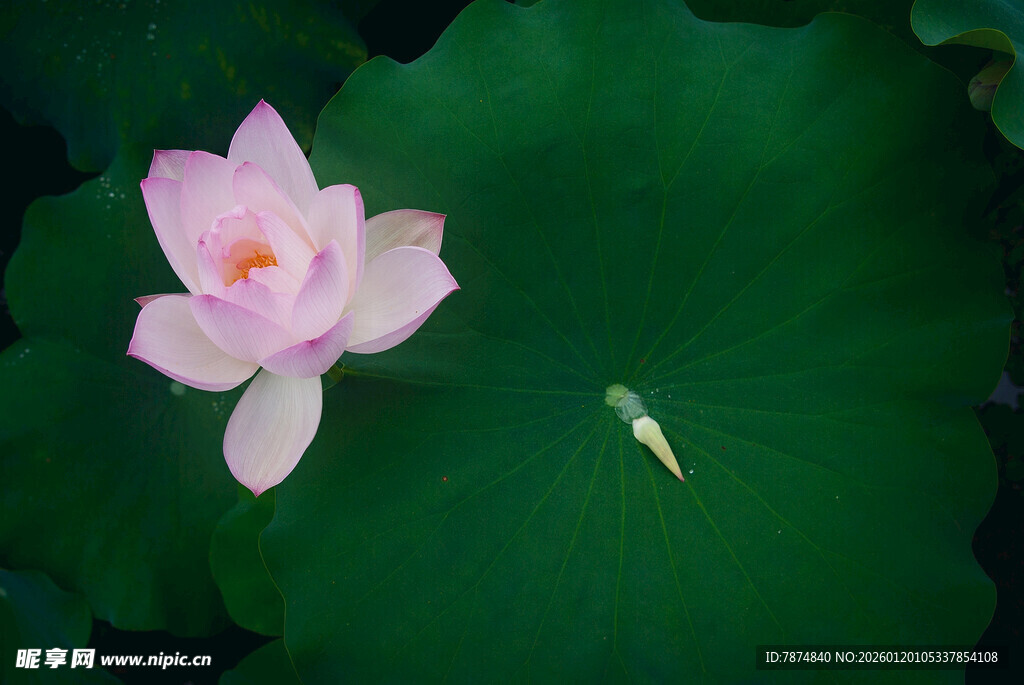 粉色荷花绽放于绿叶间