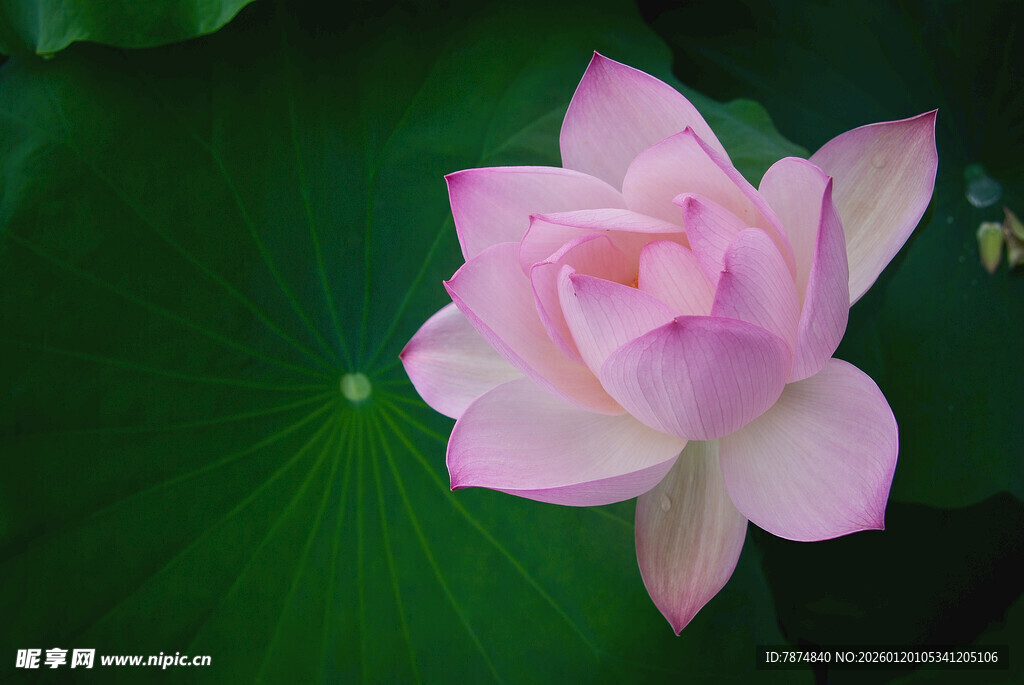 娇艳盛开的粉色荷花