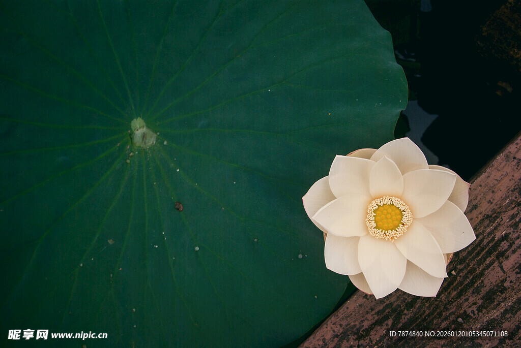 白荷绽放于翠绿荷叶间