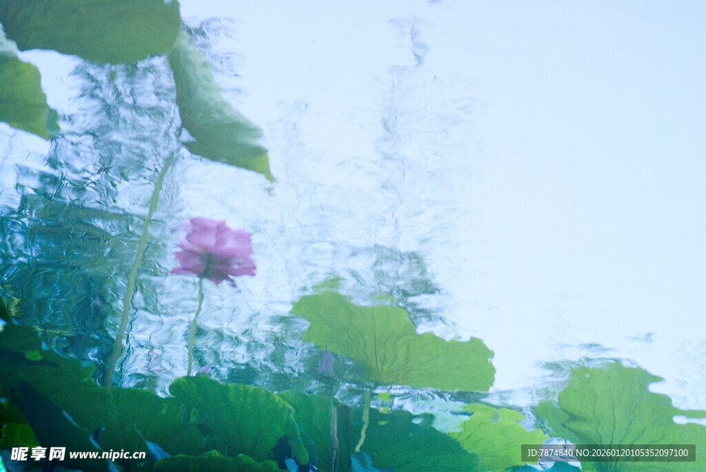 荷塘中绽放的娇艳荷花