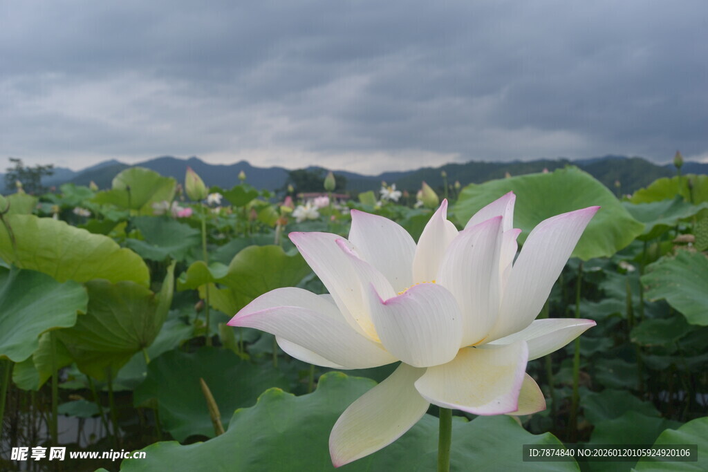 雨中绽放的圣洁白荷花