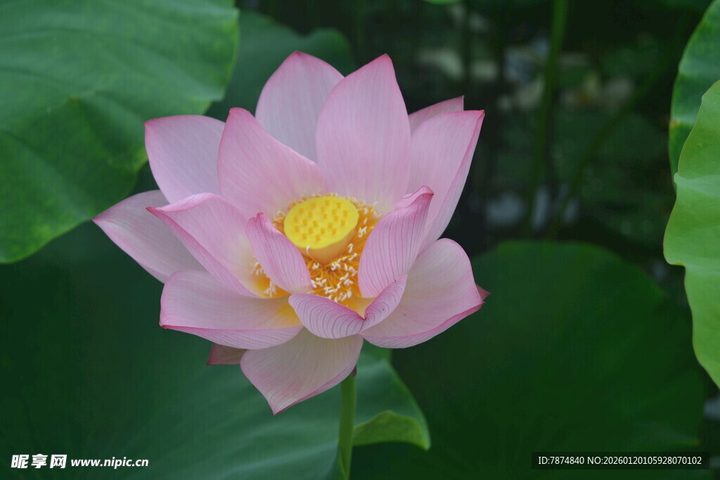 粉色娇艳荷花特写