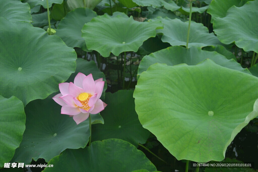 粉色荷花绽放于绿叶间