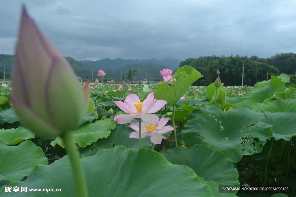荷塘中的荷花与花苞