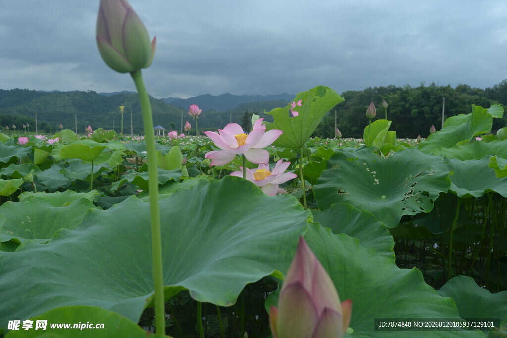 荷塘荷花绽放美景