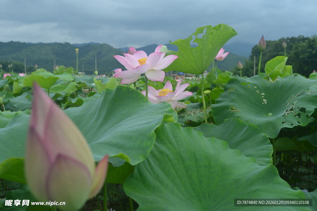 雨中绽放的娇艳荷花