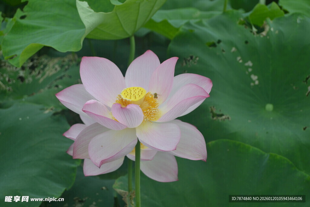 娇艳盛开的粉色荷花
