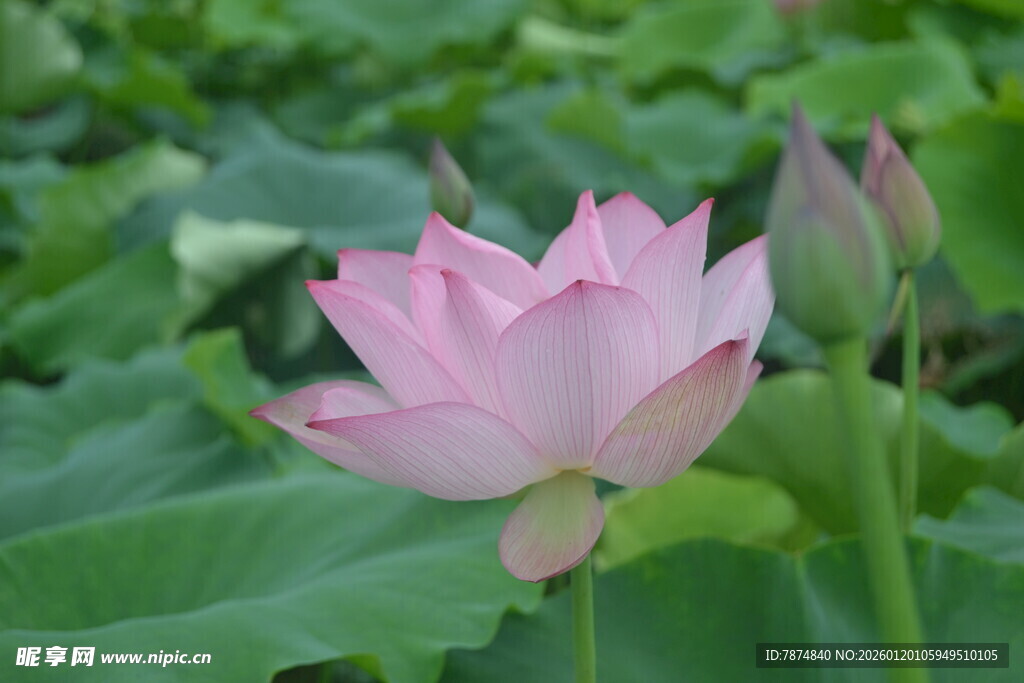 娇艳荷花绽放于绿叶间