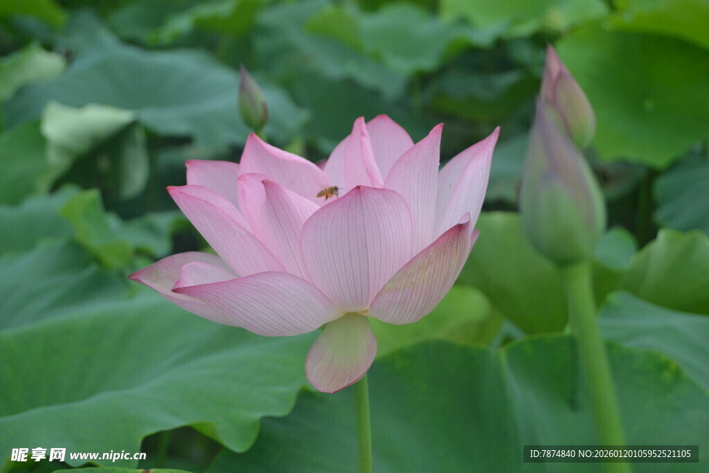 绽放的粉色荷花