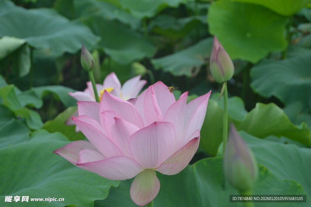 粉色荷花绽放于绿叶间