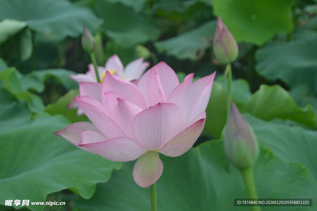 粉色荷花绽放于绿叶间