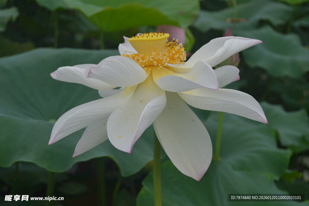 洁白盛开的美丽荷花