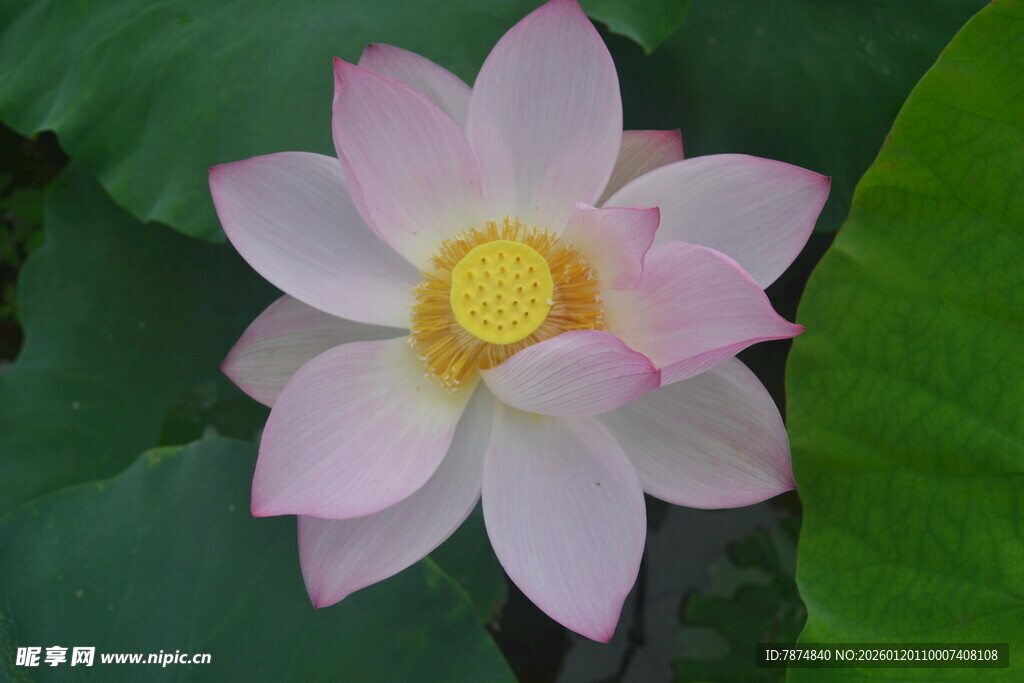 娇艳盛开的美丽粉荷花