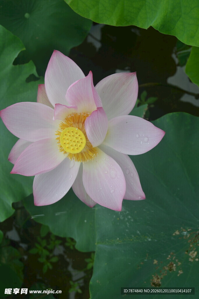 娇艳盛开的粉色荷花